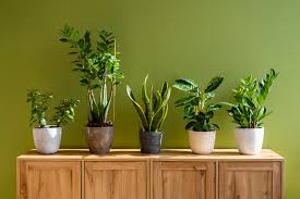 Home Plants for Indoor Decoration | Decorative Green Plants